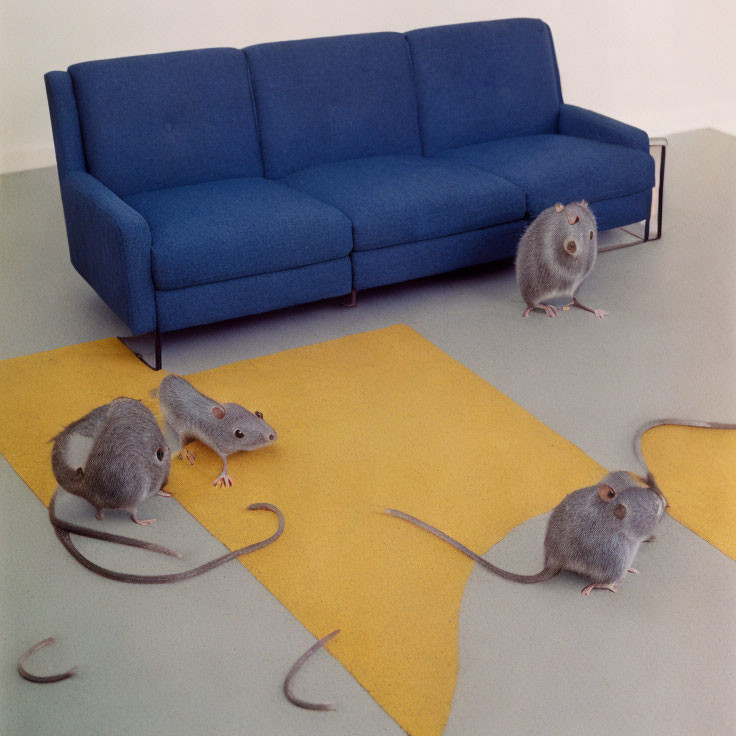 Realistic model rats on cheese carpet near blue sofa