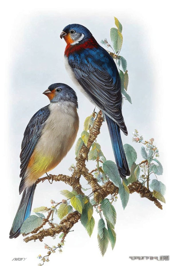 Colorful birds on blooming branch: blue and red plumage, grey and yellow feathers