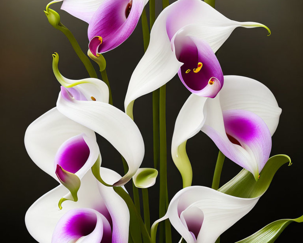 White and Purple Calla Lilies on Dark Gradient Background