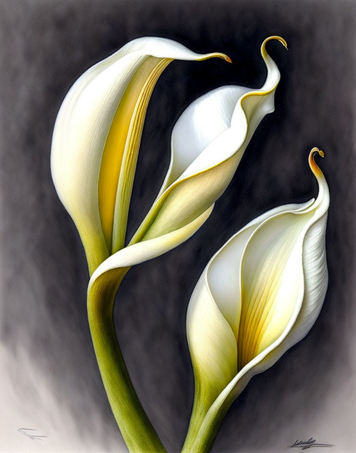 Stylized white calla lilies on soft gray background