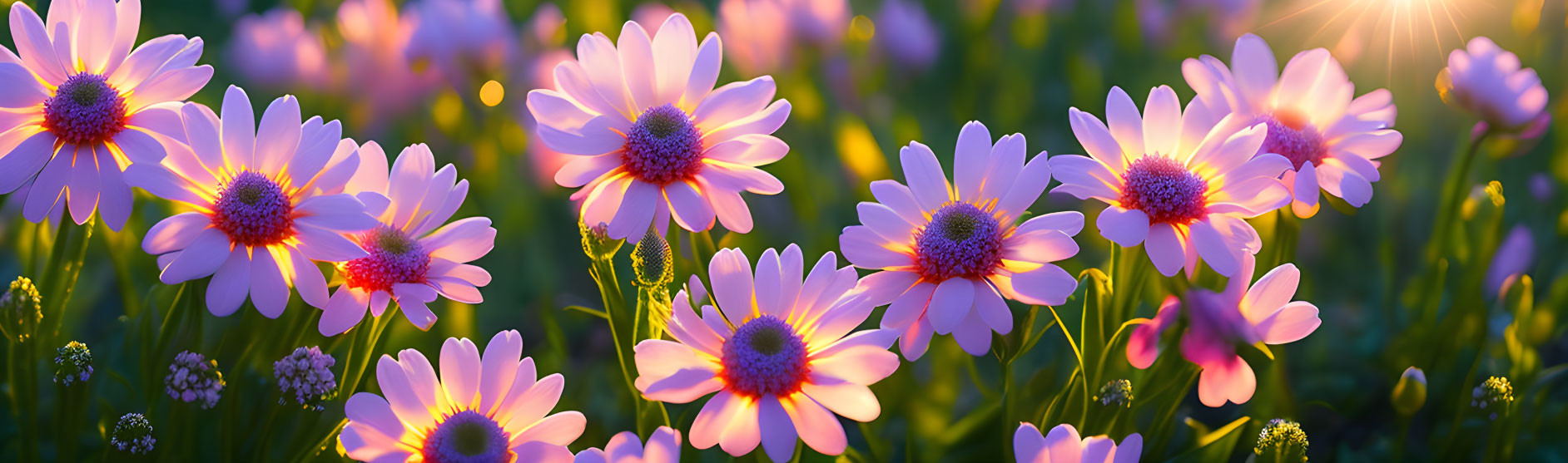 Panoramic view of blooming pink daisies at sunset