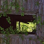 Charming cottage with floral porch, trees, and flowers in dappled sunlight