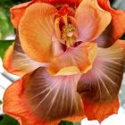 Vibrant orange and pink dahlia with delicate transitioning petals