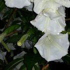 Detailed White Flowers Illustration on Dark Background