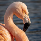 Detailed digital swan sculpture in orange, gold, white hues