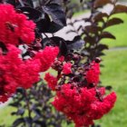 Colorful Flowers and Insects in Lush Garden Scene