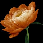 Woman's head merges into large orange flower in artistic rendering