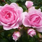 Vibrant pink roses watercolor painting with lush green leaves and buds