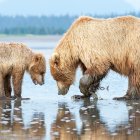 Fluffy wool sheep arch reflection on wet sand