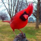 Vibrant red cardinals on snowy branches with small bird, berries, and foliage