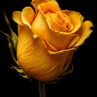 Vivid Yellow Rose with Red Edges on Dark Background