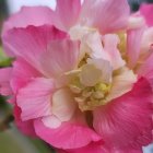 Pink flower close-up: delicate petals gradating to white with dense yellow stamens