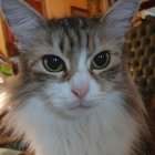 Detailed Painting of Fluffy Cat with Amber Eyes and Floral Backdrop