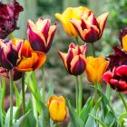 Colorful Tulips Blooming in Sunlight