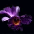 Detailed Purple Orchids on Dark Background: Textured Petals & Color Gradients