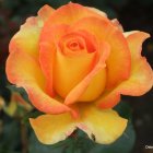 Close-up of Vibrant Orange-Yellow Rose with Layered Petals