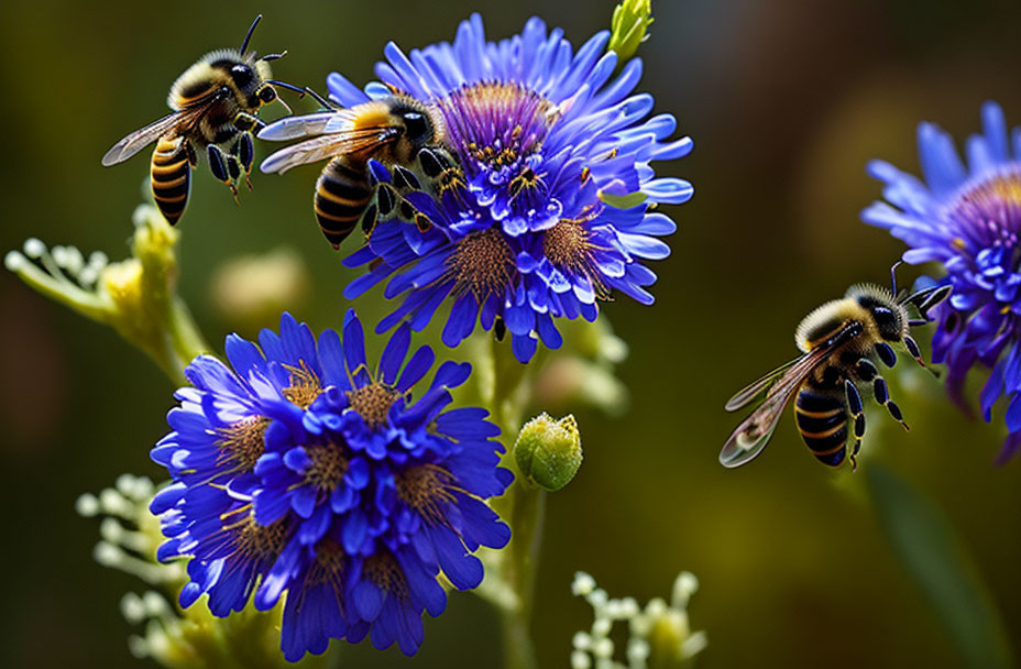 Bees collecting nectar from vibrant purple flowers in soft-focus setting