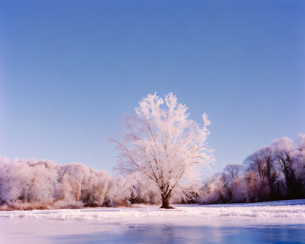 Winter Landscape: Frost-Covered Tree in Snowy Scene