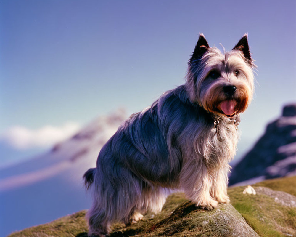 Fluffy Small Dog with Pointed Ears on Hill with Mountain Background