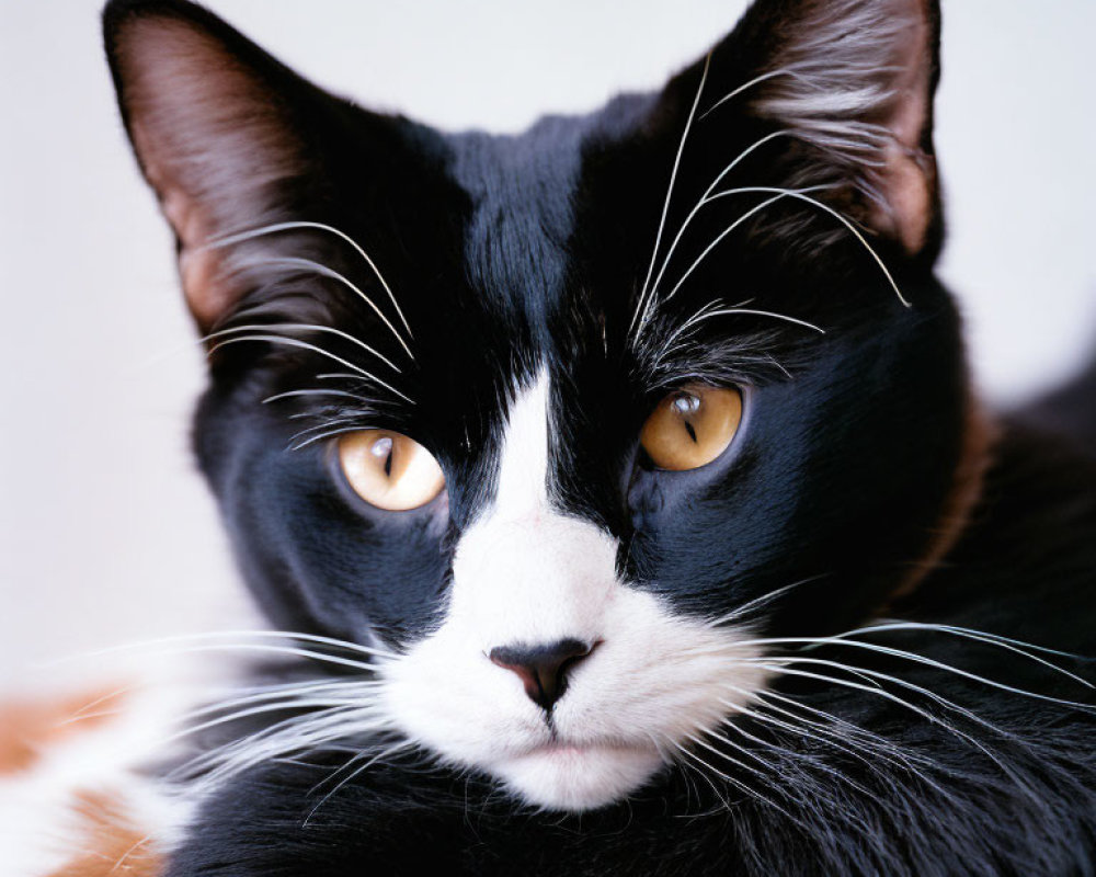 Black and White Cat with Amber Eyes and Whiskers Close-Up