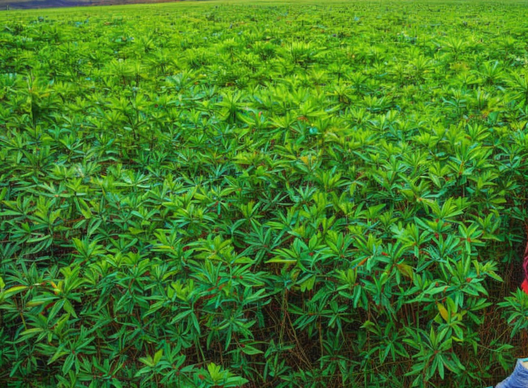 Vibrant green crop field under clear sky