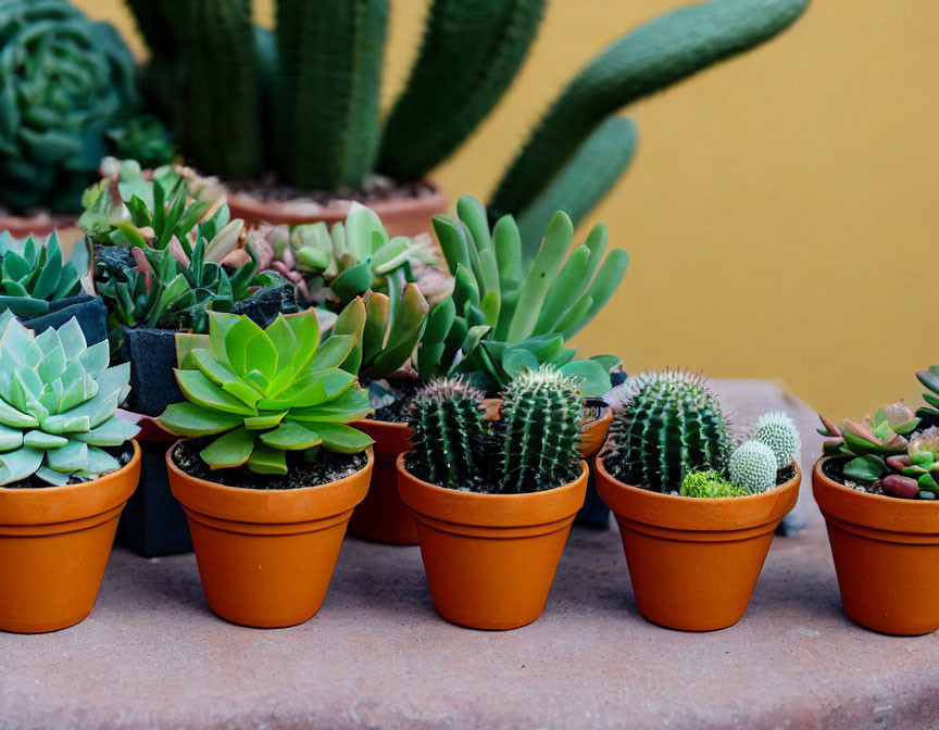 Various Succulents and Cacti in Small Terracotta Pots on Yellow Wall