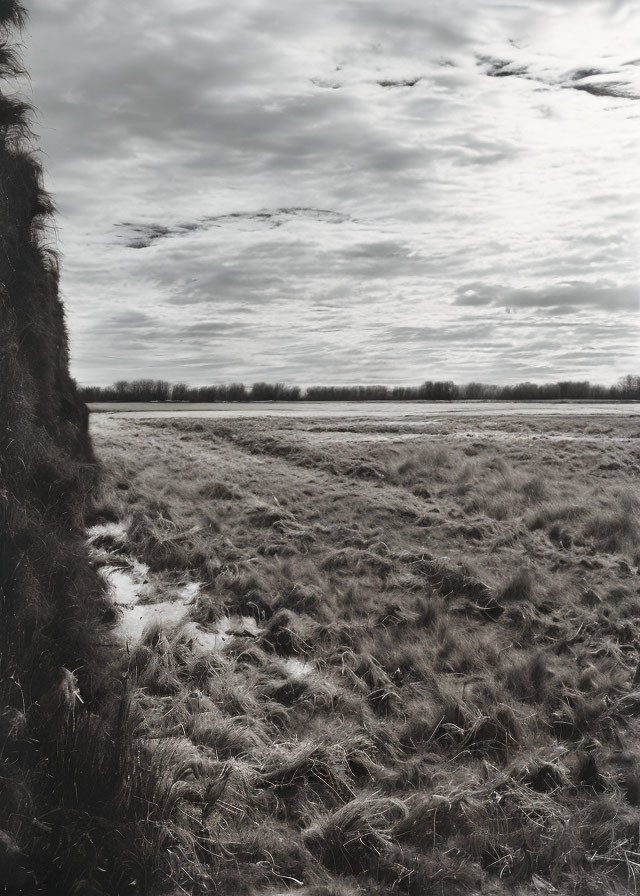 Monochrome landscape with tall grass field and cloudy sky