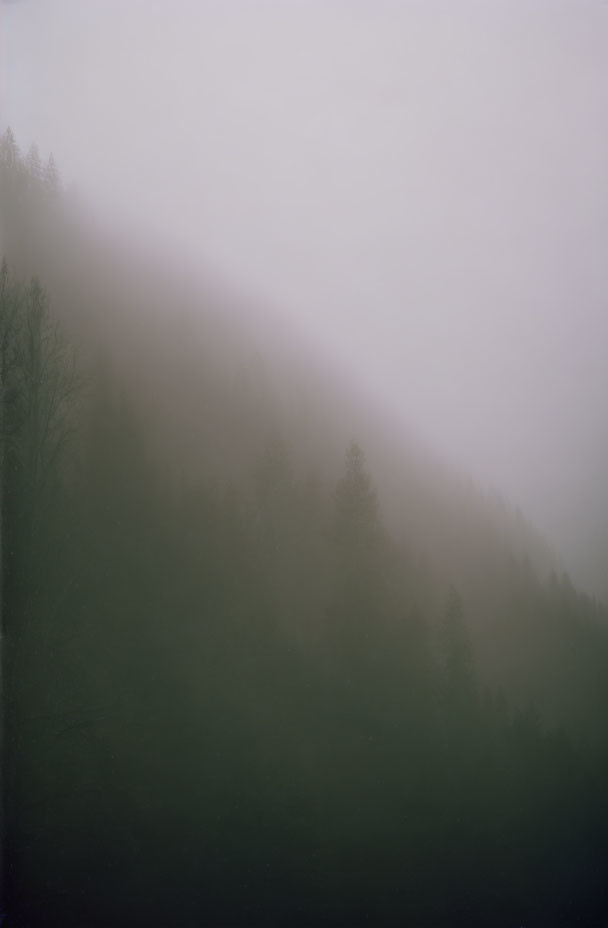 Misty forest with dense fog and soft light gradient