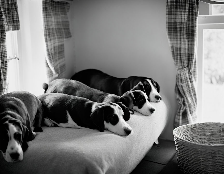 Three dachshunds on cushioned bench by window in black and white