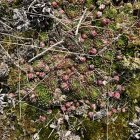 Colorful Floral Mosaic on Moss-Covered Rocks