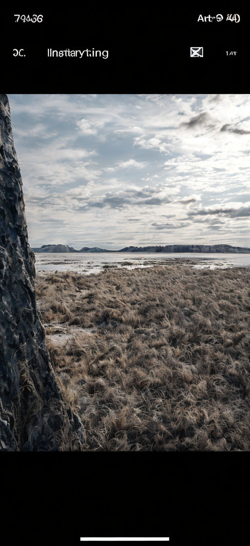 Scenic view of rugged tree trunk, dry grass field, and distant hills under cloudy sky