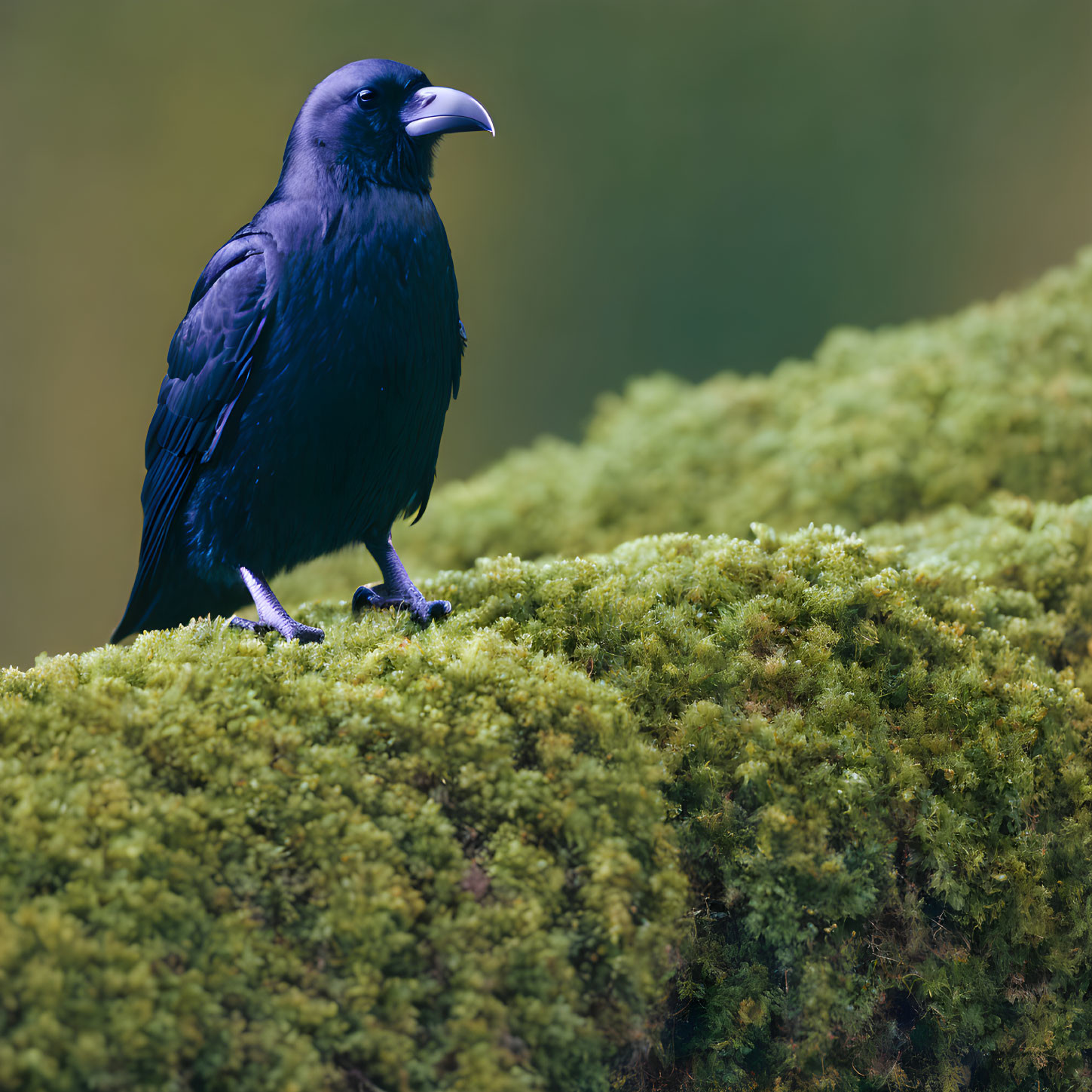 Black Raven Standing on Green Moss Surface in Soft-focus Background