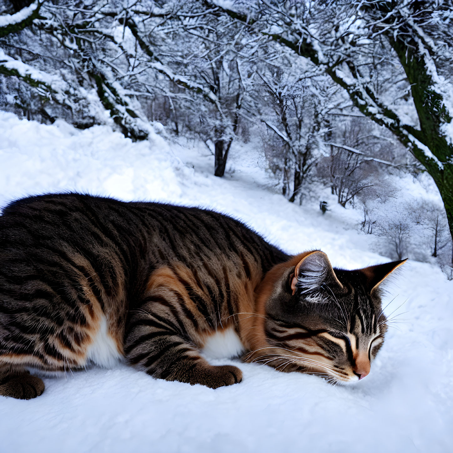 Striped Cat Relaxing on Snowy Ground with Bare Trees in Background