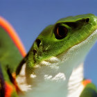 Detailed Green Lizard with Red Markings and Black Eye under Clear Blue Sky