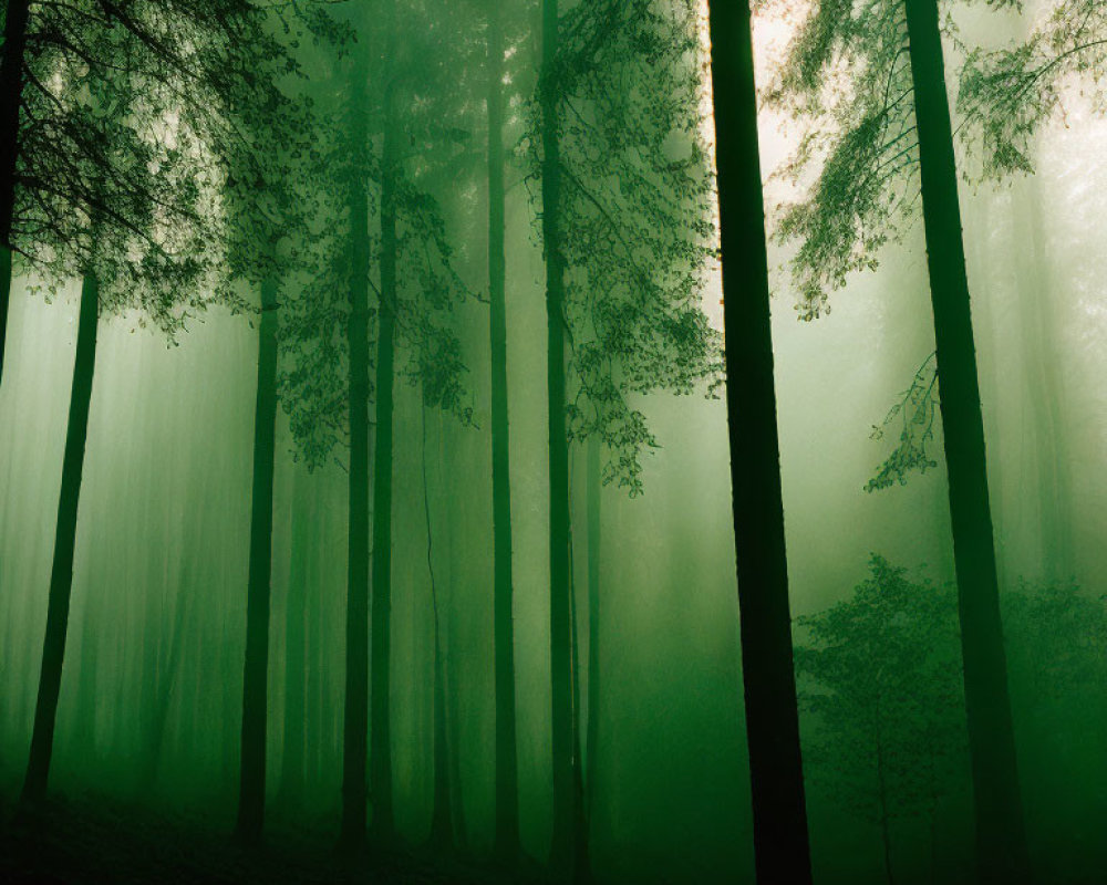 Misty Green Forest with Tall Trees and Shadows