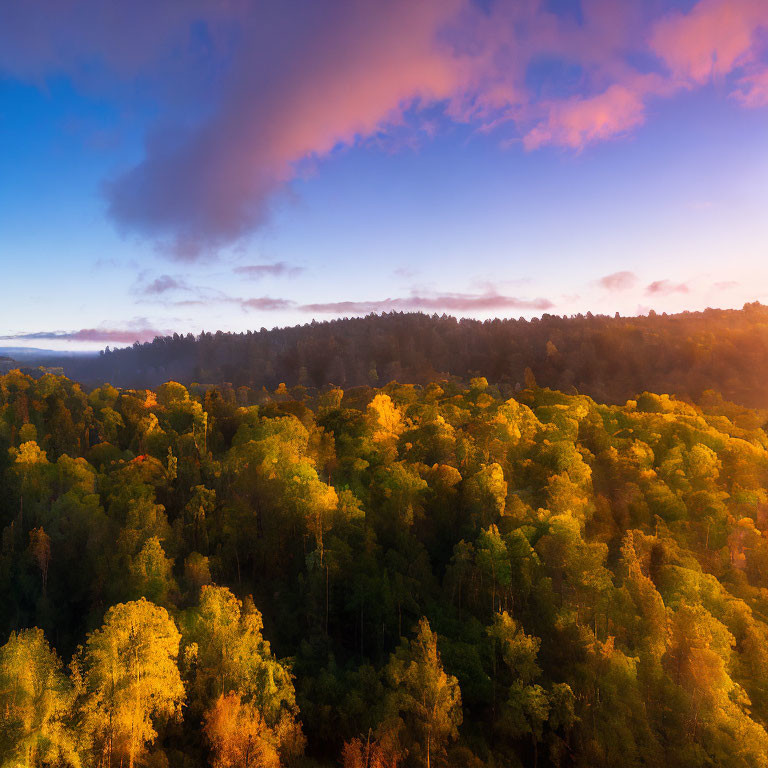 Vibrant autumn forest at sunrise with blue sky and pink clouds