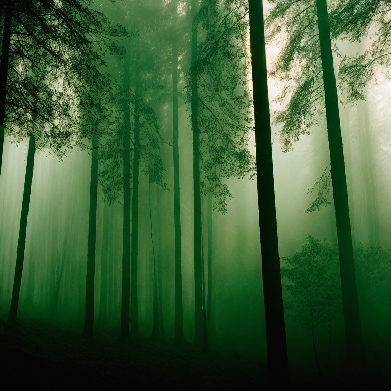 Misty Green Forest with Tall Trees and Shadows