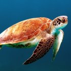 Colorful Sea Turtle Swimming in Blue Ocean with Starry Nebula