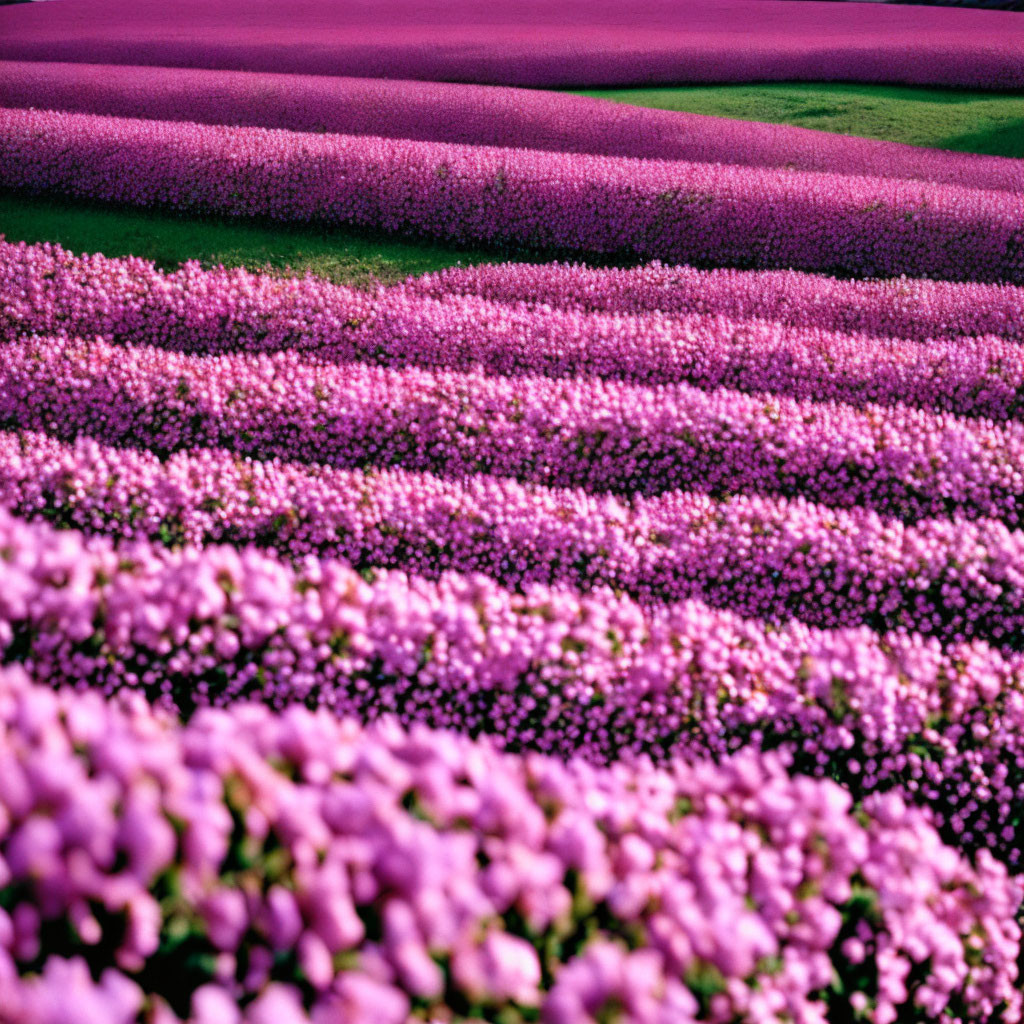 Vibrant purple and green flower fields on rolling landscape