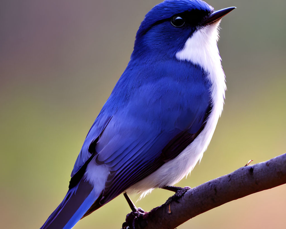 Blue and White Bird Perched on Branch with Autumn Background