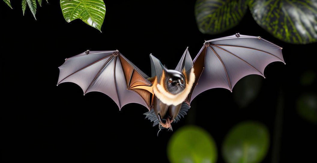 Spread-winged bat in mid-flight with foliage on dark backdrop