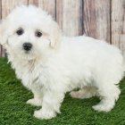 Fluffy white poodle surrounded by flowers and butterflies