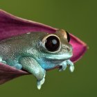 Colorful frog on pink leaf with water droplets