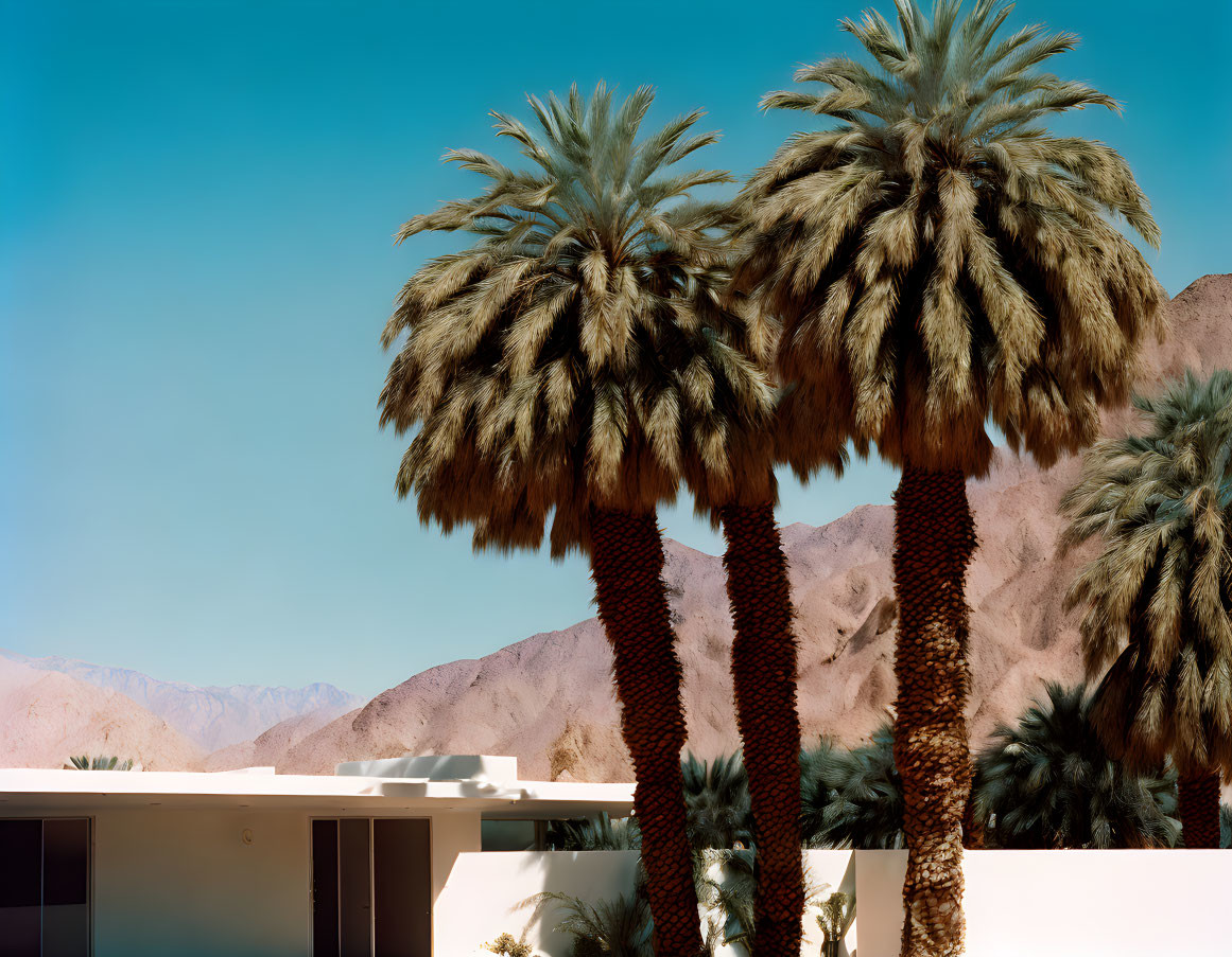 Modern white building framed by tall palm trees and rugged mountains under a blue sky