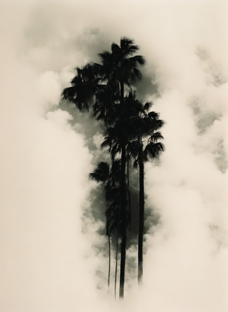 Misty sepia-toned palm tree silhouettes in serene setting