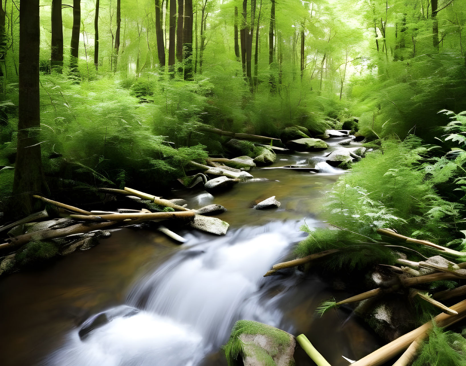 Tranquil forest scene with flowing stream and lush greenery