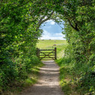 Tranquil country pathway with wooden gate and grazing cattle