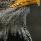 Detailed digital artwork of majestic eagle with golden eye and yellow beak against blurred trees