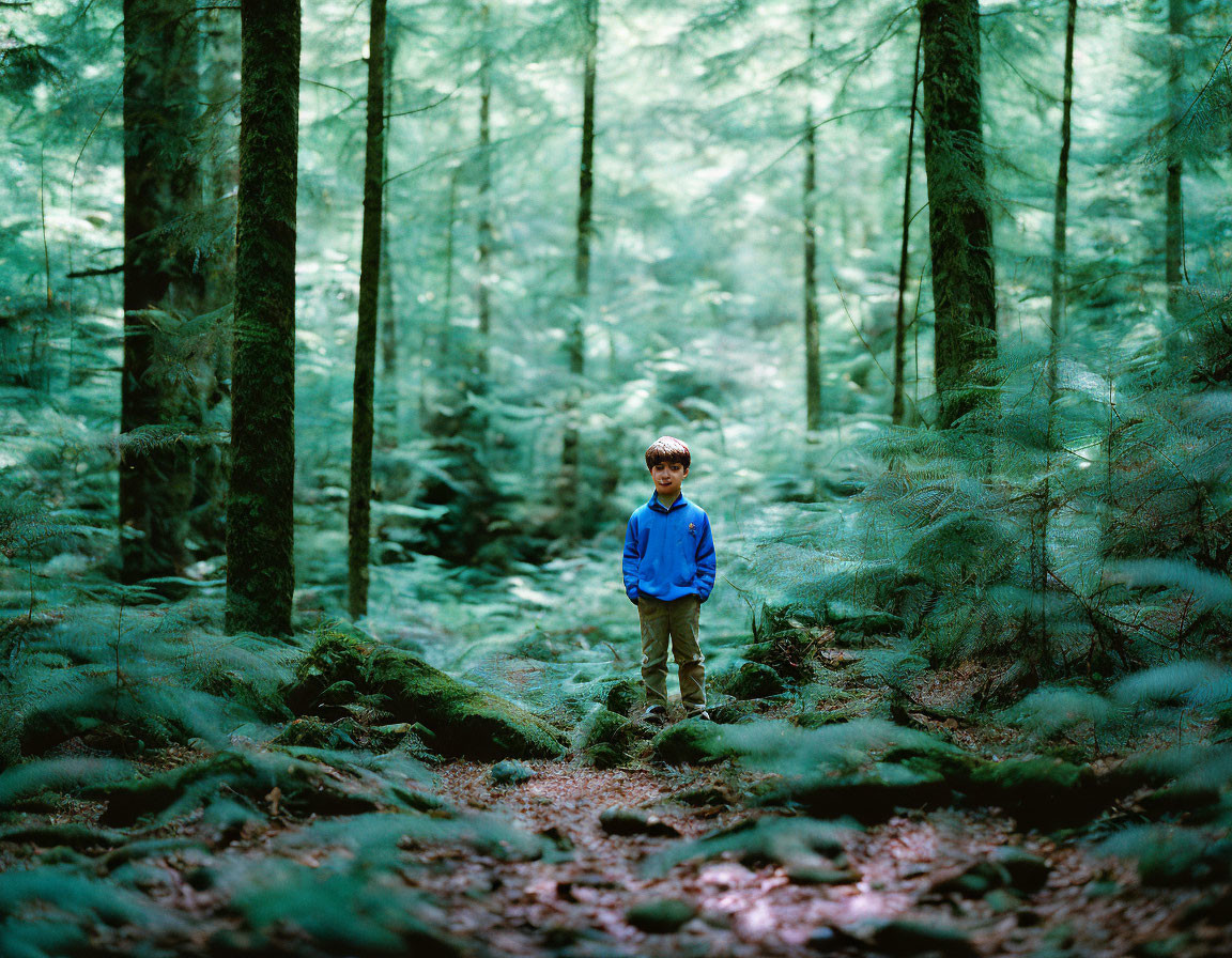 Child in Blue Jacket Standing Among Green Ferns in Serene Forest