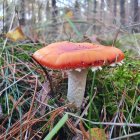 Red and White Spotted Mushroom in Dew-Covered Grass